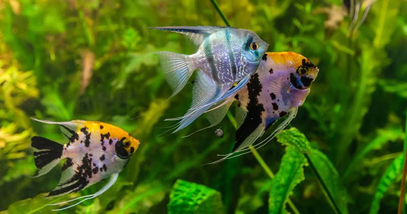 Angelfish
