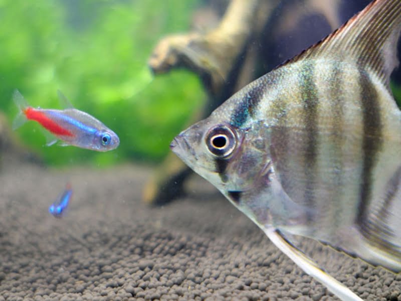 Anglefish will eat neon tetras if they're in the same tank