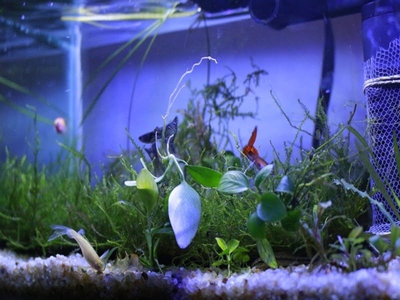 Aquarium plants will help reduce nitrates