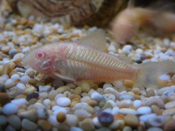 Albino cory catfish will have trouble seeing