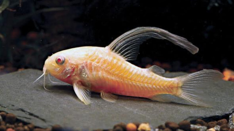 Are Albino Cory Catfish Blind? How Can You Tell If They Are Blind?