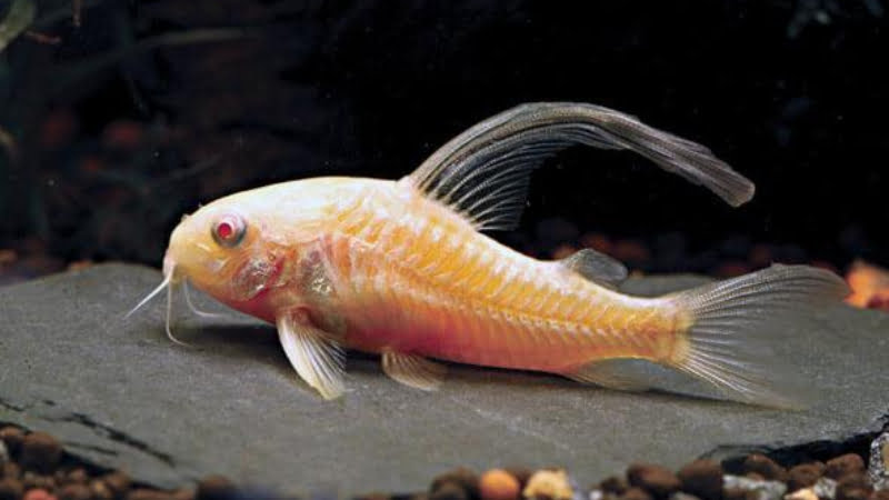 Are Albino Cory Catfish Blind? If So, What Are The Signs?