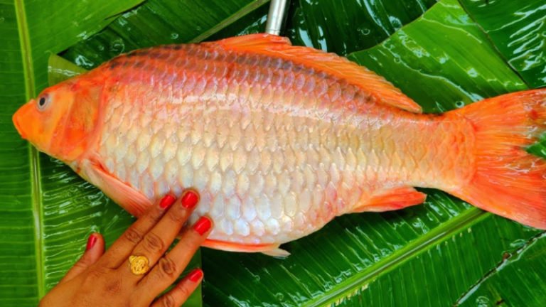 Are Goldfish Edible? - 3 Reasons They're Never A Great Meal