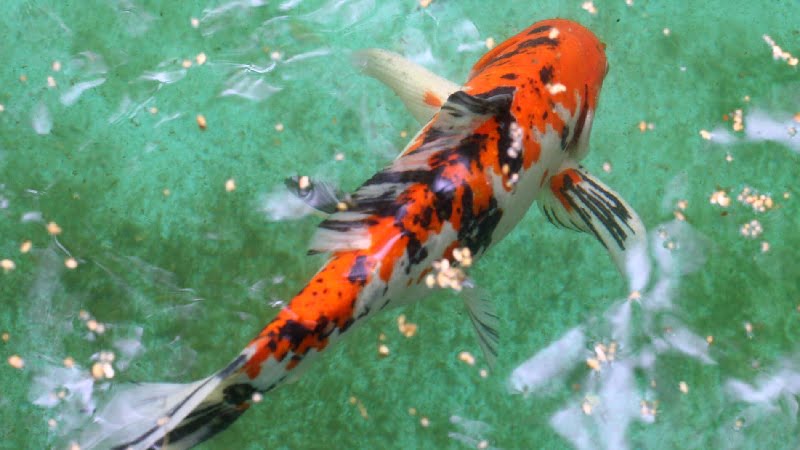Are Koi Fish Aggressive? Here's What You Need to Know