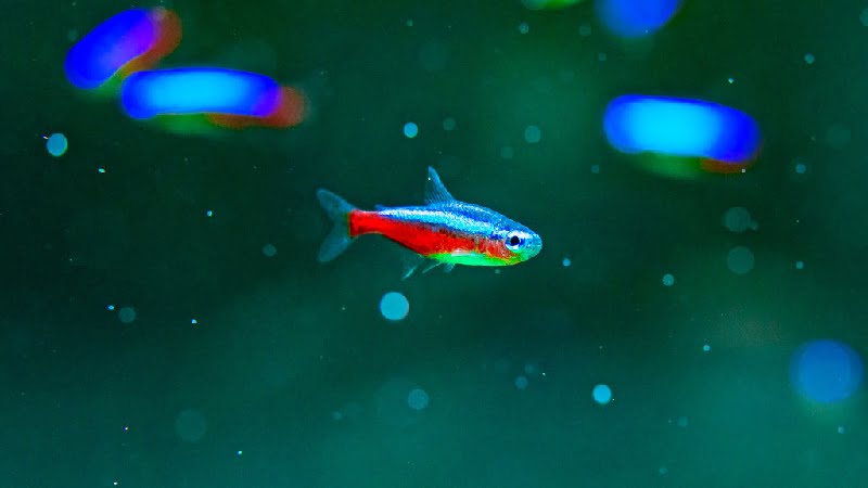 Are Neon Tetras Aggressive? 5 Reasons For This Behavior
