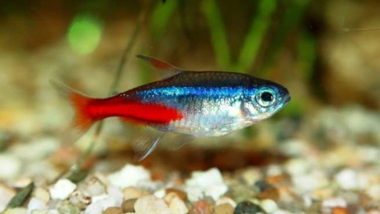 Q&A: Are Neon Tetras Fin Nippers? | Aquarium Stuff
