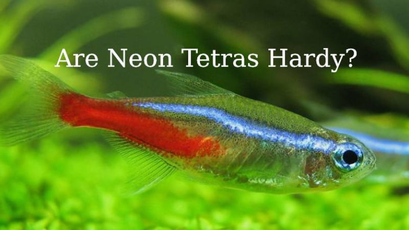 Are Neon Tetras Hardy? Let's Find Out 10 Factors Affecting Their Hardiness