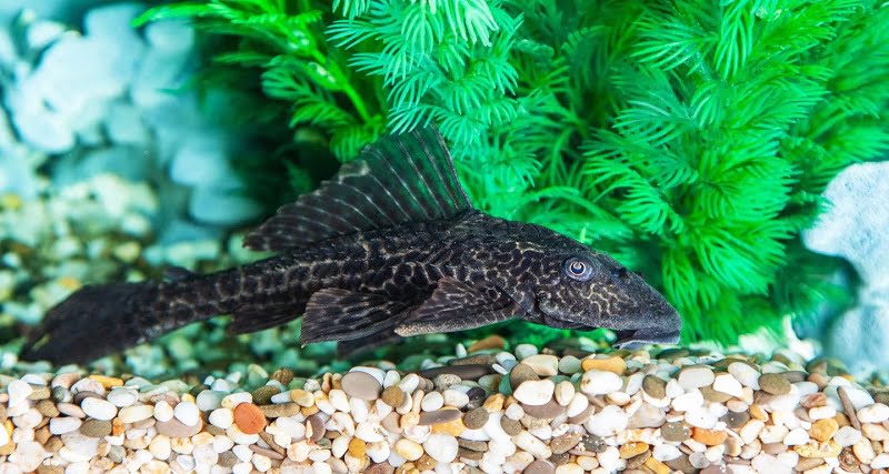Armored catfish (Loricariid pleco)