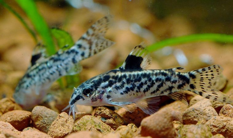 Aspidoras pauciradiatus like more currents in their water environment than other cory catfish