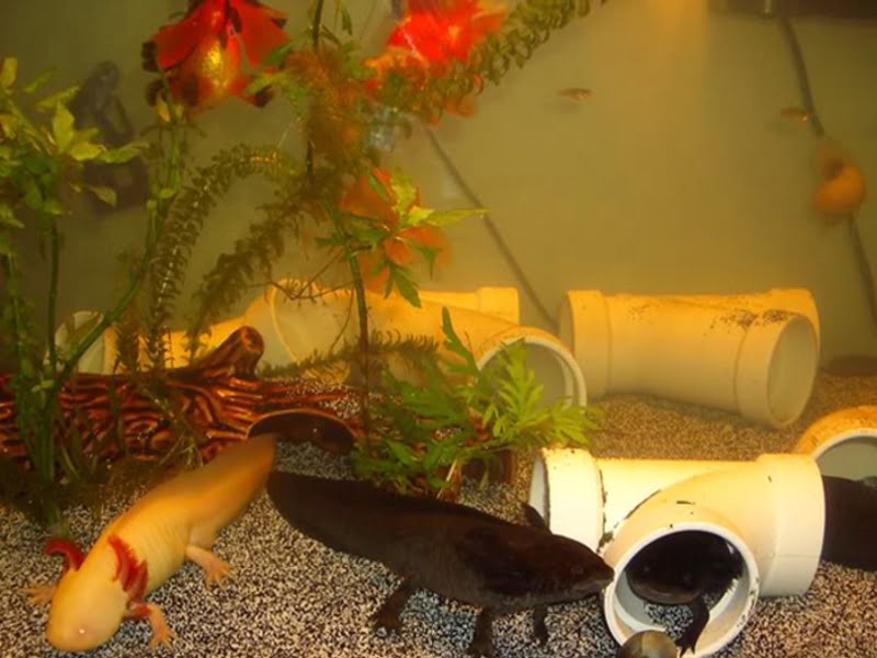Axolotls can eat goldfish