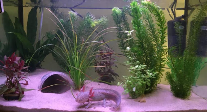 Axolotls' tank setup is different from that of Goldfish. That's why they shouldn't keep them together