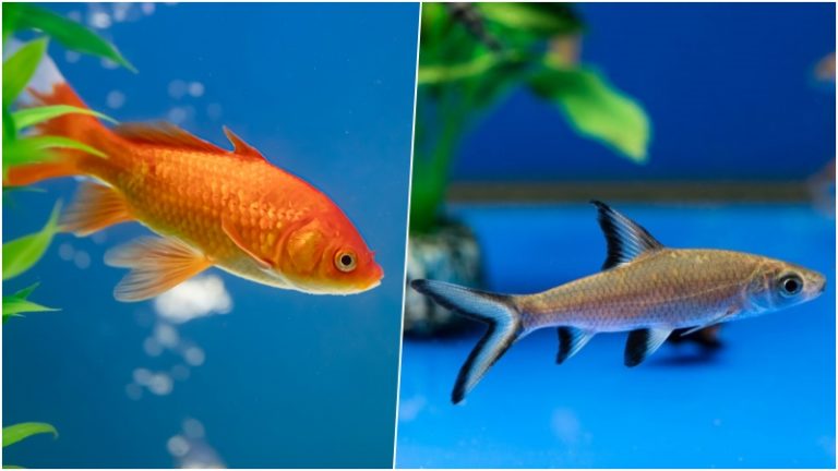 Bala Shark With Goldfish - 5 Important Criteria To Consider