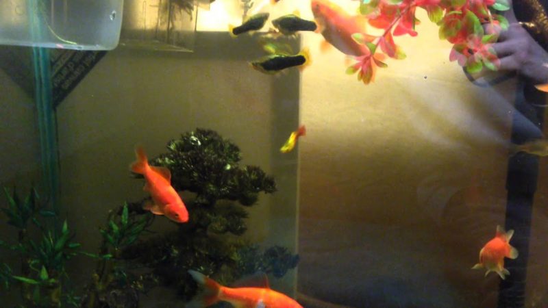 Because of the big contrast in size, platy fish could become a meal for the goldfish at any time.