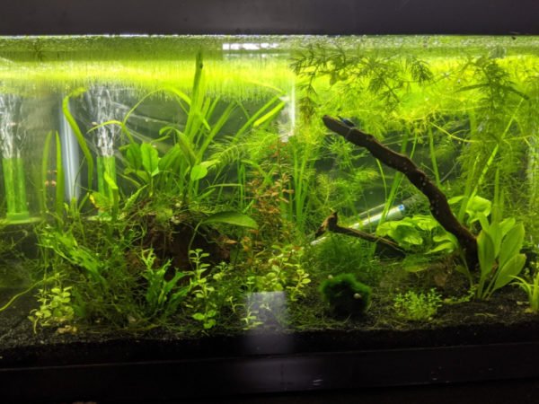 The best plants to keep in killifish's tank are floating plants