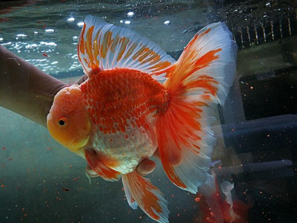 Big goldfish in a tank