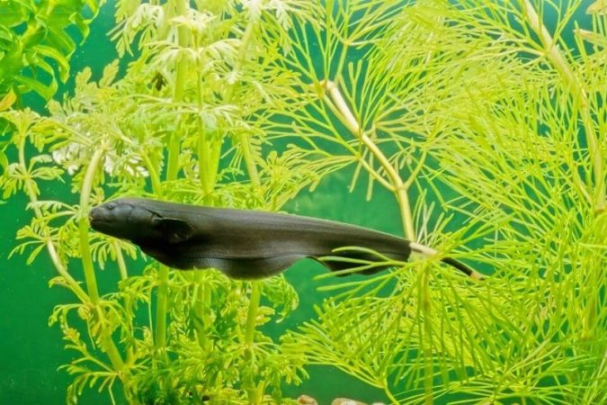 Black Ghost Knifefish (Apteronotus albifrons)