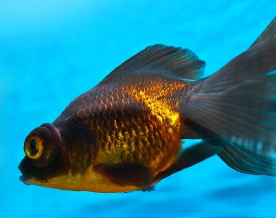 Black goldfish can turn gold because of many reasons