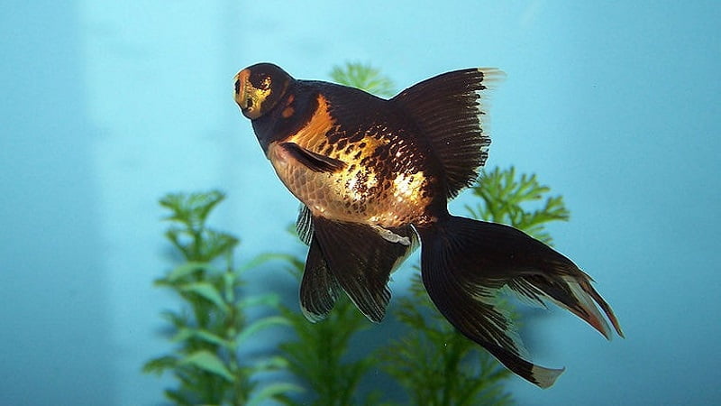5 Reasons Why Black Goldfish Turning Gold & Best Solutions