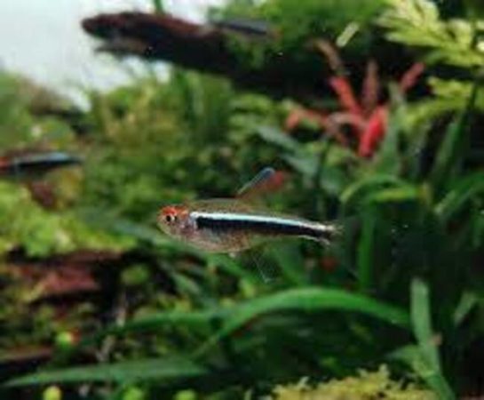 Black neon tetra