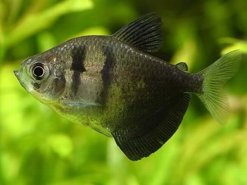 Black Skirt Tetra