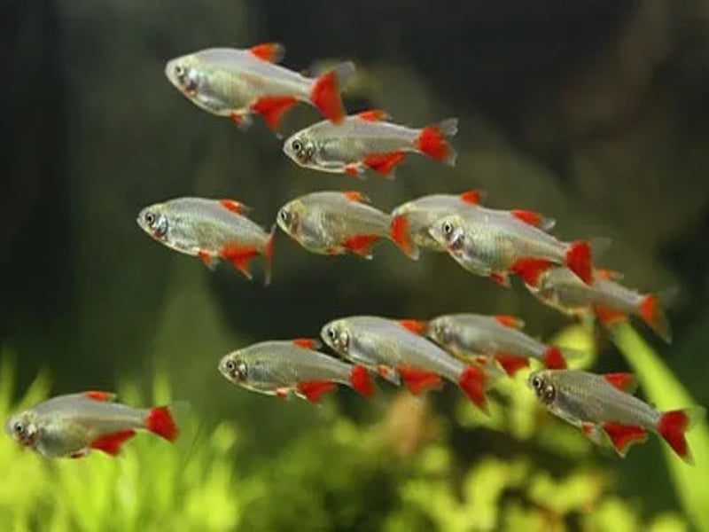 Bloodfin Tetras are schooling fish