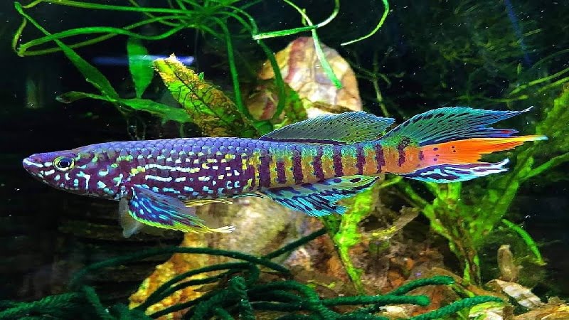 Blue Gularis Killifish Eggs - The Useful Guide To Learn