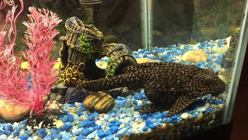 Bristlenose Plecos are suitable for Goldfish as they can tolerate cool water