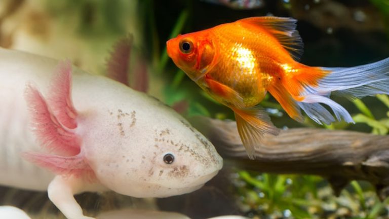 Q&A: Can Axolotls Eat Goldfish? - Axolotls' Best Tankmates 