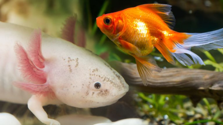 Can Axolotls Live With Goldfish? Why It Is Not A Good Idea?