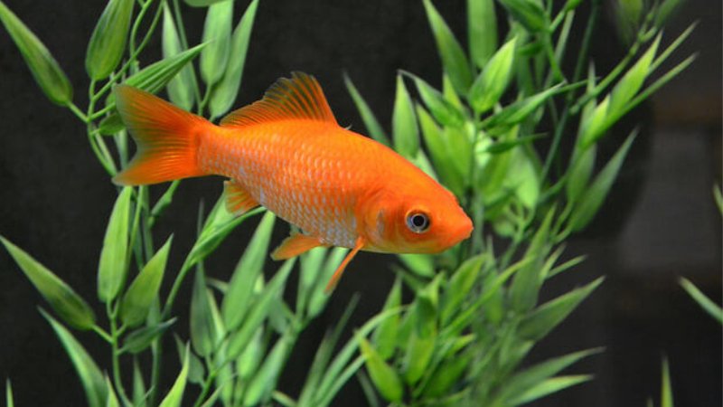 Can Goldfish Live Alone?Is solitary life a cruel experience?