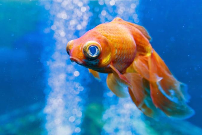 Can goldfish live alone?