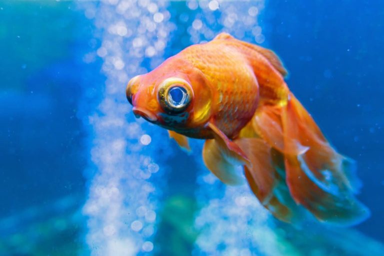 Can Goldfish Live Alone?Is solitary life a cruel experience?