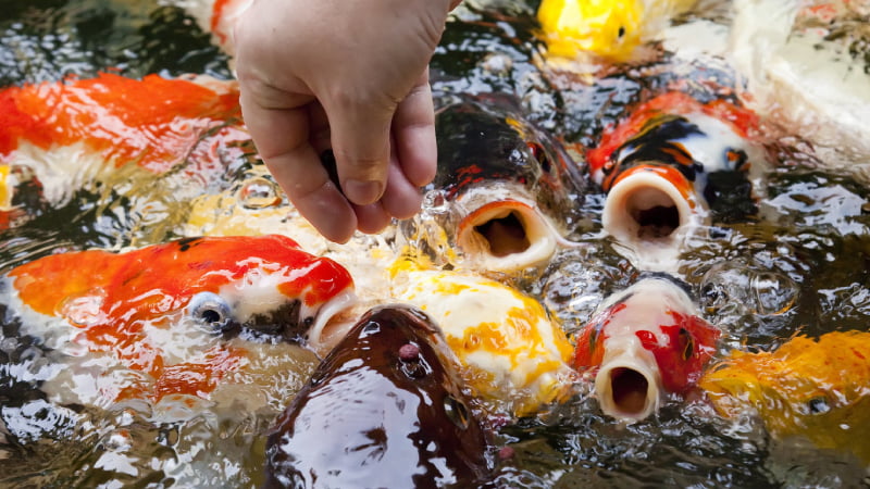Can Koi Fish Eat Dog Food 3 Fun Treats To Feed Koi Instead