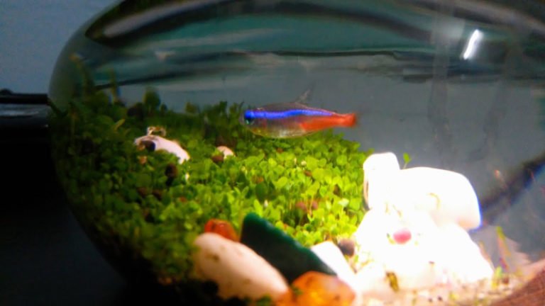 Can Neon Tetra Live In A Bowl? Is It A Good Idea?