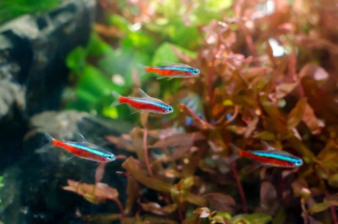 Can neon tetras live in cold water?