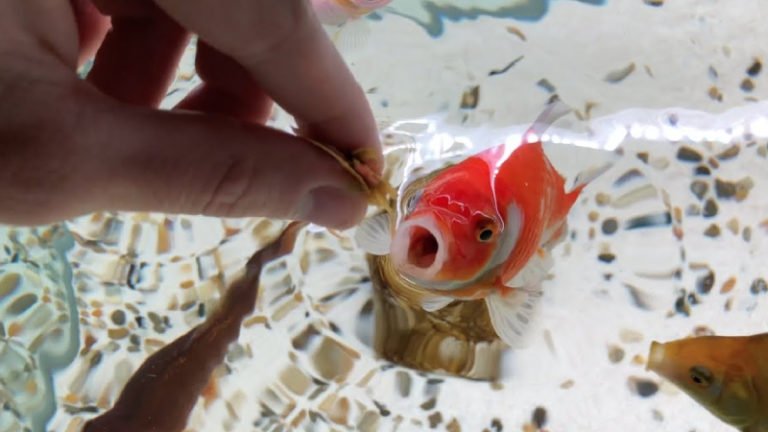 Can Overfeeding Goldfish Kill Them? 5 Tips To Avoid Overfeeding