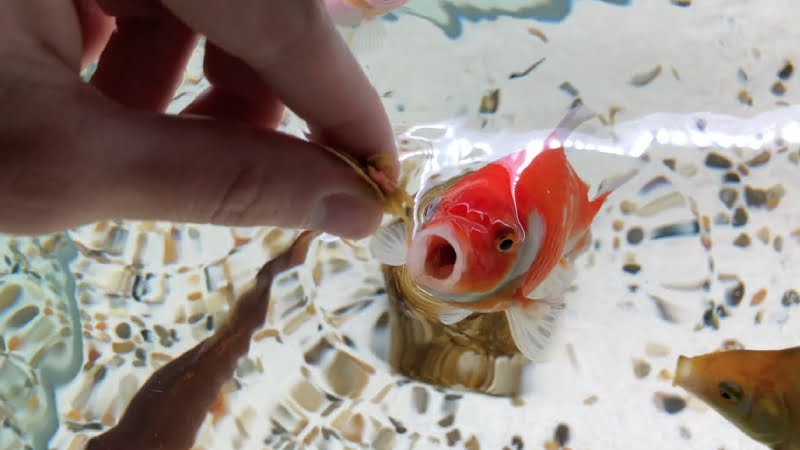 Can Overfeeding Goldfish Kill Them? 5 Tips To Avoid