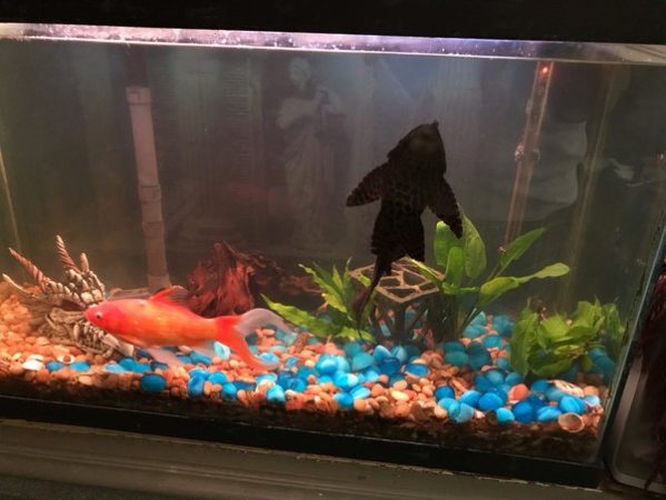 Can pleco and goldfish get along well?