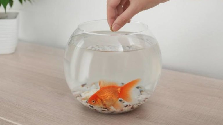Can You Get Sick From Eating A Live Goldfish: Is It A Good Idea?