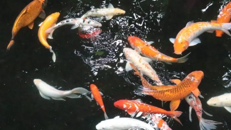 Can You Swim With Koi Fish? - 3 Smart Reasons Why You Shouldn't