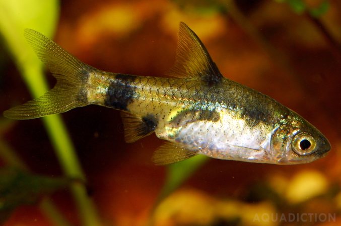 Caring for Gold Least Killifish 
