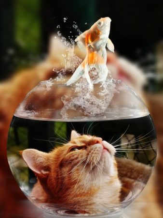 Cat is watching a goldfish