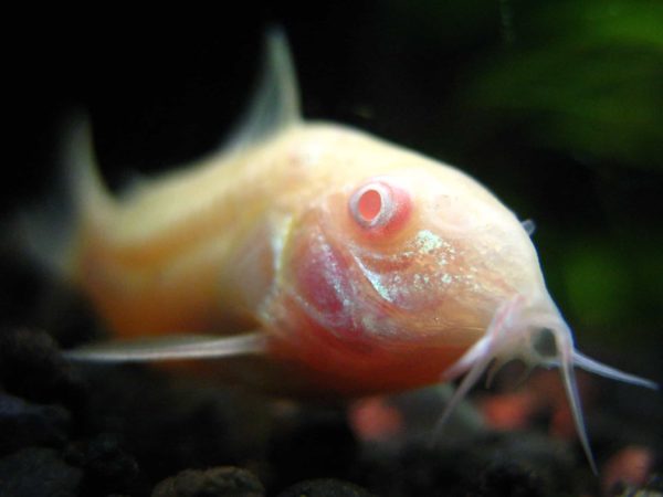 Check the albino cory catfish eyes for any symptoms of inflammation or damage