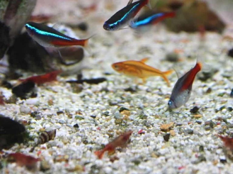 Will Neon Tetra Eat Cherry Shrimp? 3 Tips To Keep Them Safe