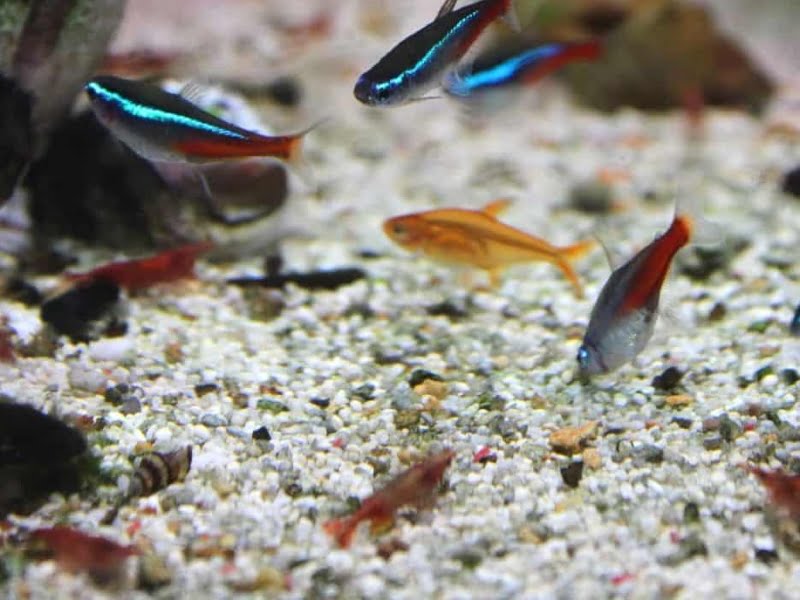 Cherry shrimps can live with neon tetras