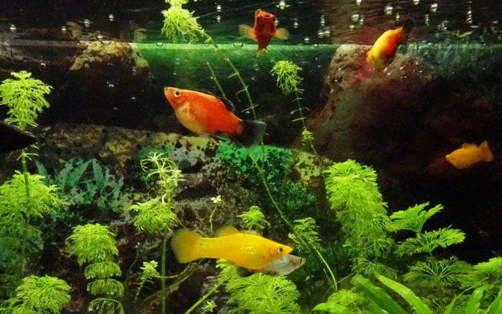 Choosing tank mates for platy and goldfish