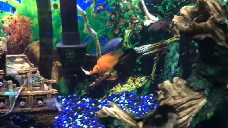 Cichlid eating Goldfish 