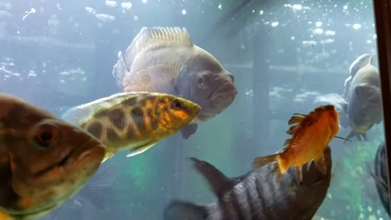 5 Reasons Why Mixing Cichlids And Goldfish Is A Bad Idea