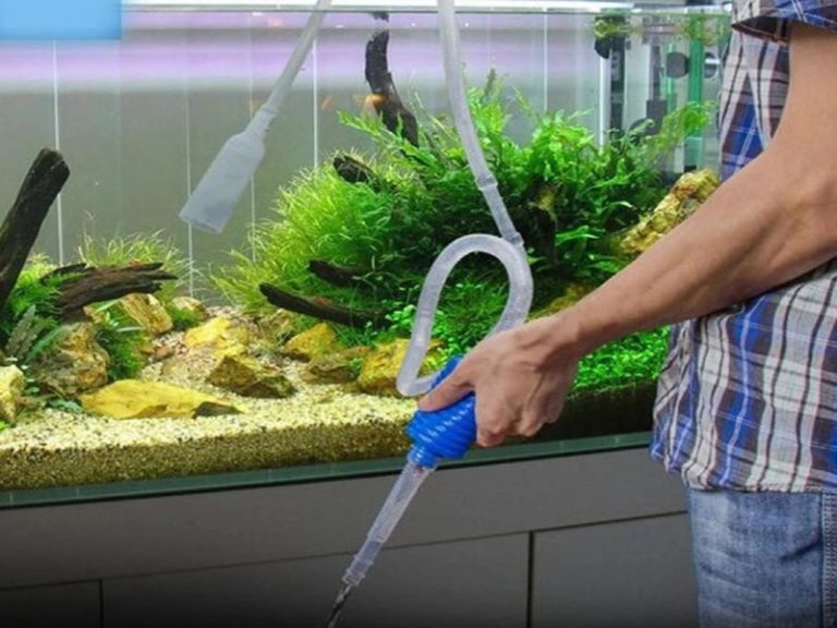 Goldfish Nitrate Poisoning How To Avoid & 7 Cures