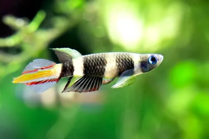 Clown Killifish